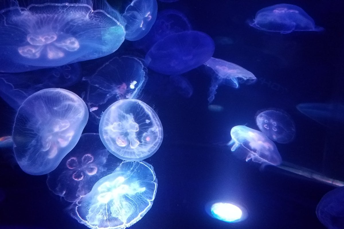 Waikiki Aquarium - Gallery Image 2